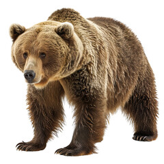 Obraz premium Close-up of a Large Brown Bear Standing on translucent