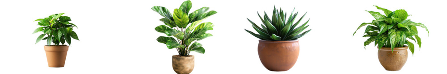 A potted plant isolated on a white background.