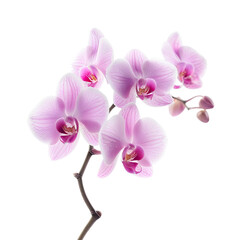 Pink Orchid Flower Isolated on 
translucent