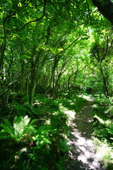 Fototapeta premium fresh ferns in the gleaming sunlight