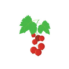 Ripe delicious red currant white background