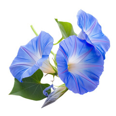 Blue Morning Glory Flowers. 
translucent