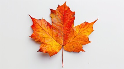 Fototapeta premium Orange maple leaf resting on a crisp white background, highlighting the intricate vein patterns and the vivid color contrast.