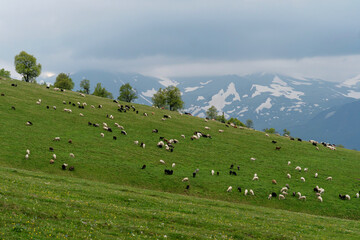 Sheep grazing on green hillside with snowy mountains.