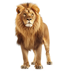 Obraz premium Majestic Lion with a Powerful Gaze. translucent