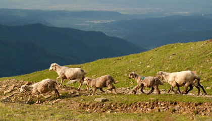 Sheep and goats walking on grassy hill