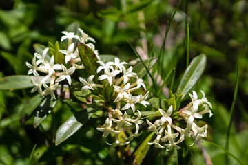 Cluster of small white flowers with green leaves.