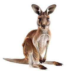 Fototapeta premium Red Kangaroo Sitting on translucent