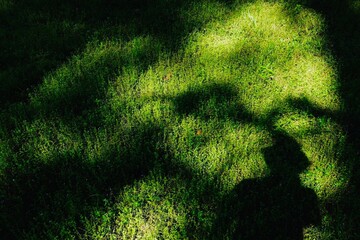 Art from light and shadow of green grass.