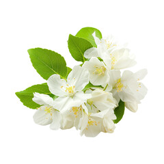Obraz premium White Apple Blossoms on translucent