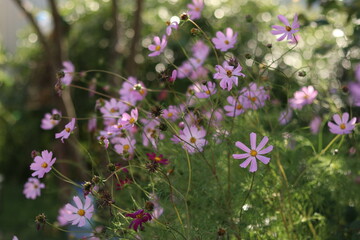 flowers in the field