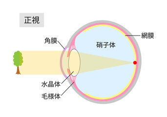 正常な目の見え方をあらわした目の断面図2