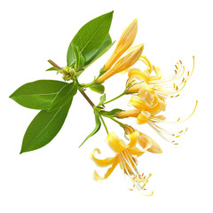 Yellow Honeysuckle Flower with Green Leaves. translucent