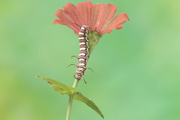 The beautiful and graceful appearance of the common crow caterpillar. This caterpillar will...