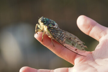ミンミンゼミの横からの姿