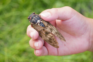 アブラゼミを持つ子供の手