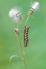 The beautiful and graceful appearance of the common crow caterpillar. This caterpillar will metamorphose into a Euploea core butterfly.