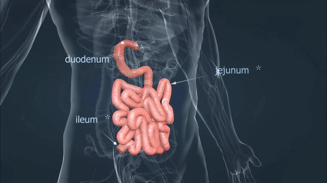 Anatomy and parts of small intestine