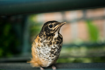 A baby robin, sitting in backyard 