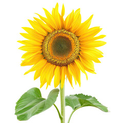 Obraz premium sunflower isolated on white background translucent