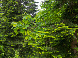 Dense evergreen forest on top of a mountain, close-up