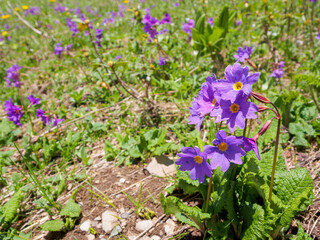 Blooming flowers in alpine meadows under a bright sky, creating a picturesque and atmospheric landscape of nature