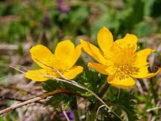 Blooming flowers in alpine meadows under a bright sky, creating a picturesque and atmospheric landscape of nature