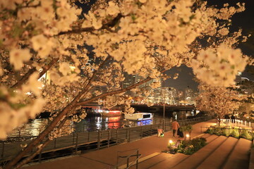 横浜市役所周辺の夜桜の風景