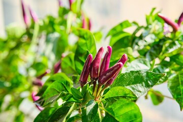 Obraz premium Mini chili peppers with pods in pots on a windowsill on a balcony in a city apartment.