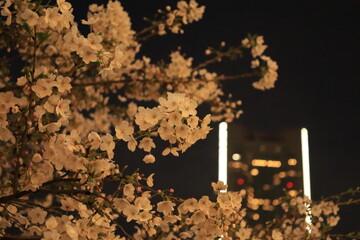 横浜市役所周辺の夜桜の風景