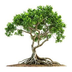 Isolated Mangrove Tree with Exposed Roots translucent
