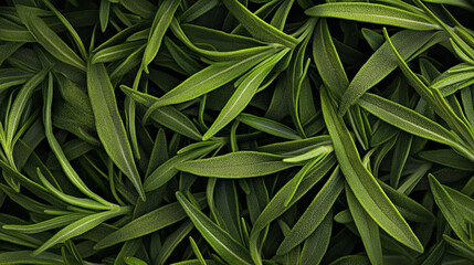 Fresh green rosemary close-up - organic aromatic culinary herb.