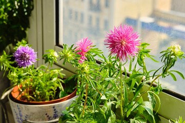Pink asters in pots on a windowsill on a balcony in a city apartment. Indoor floriculture.