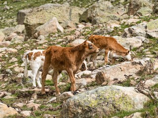 young cow on a green meadow
