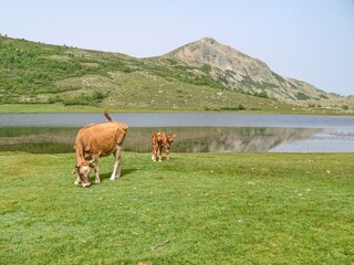 Fototapeta premium young cow on a green meadow