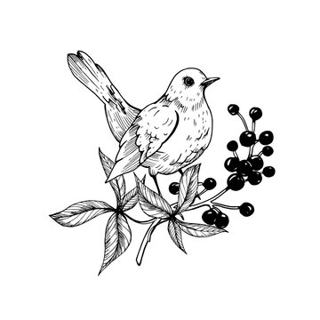 recommend clip art: Bird on a branch with berries hand drawn. Vector graphic black and white illustration with leaves, blackbird and berries. For autumn design of postcards, labels.