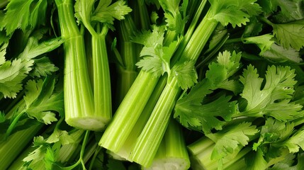 Obraz premium A close-up view of fresh celery stalks and leaves. The bright green color and the texture of the celery are visible in the image.