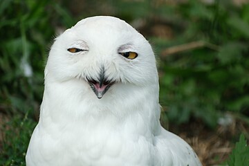 polar owl among green grass smiling. funny animals humor