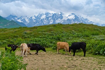 young cow on a green meadow