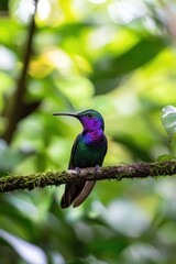 Fototapeta premium Purple and Green Bird on Tree Branch