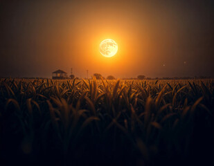 a full moon is shining and seen over a field that ready to harvest celeberate sharad purnima
