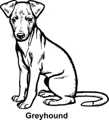 Puppy Greyhound - Dog Breed, Puppy Breed Vector File, detailed vector
