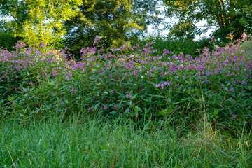 Himalayan balsam (Impatiens glandulifera) in the Dachauer Moos (Bavaria, Germany). A foreign plant that spreads so widely in nature as a so-called neophyte that it becomes a threat to native species