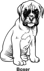 Puppy Boxer - Dog Breed, Puppy Breed Vector File, detailed vector