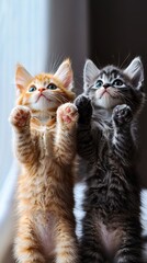 Fototapeta premium Two small kittens standing on their hind legs and reaching up to catch something