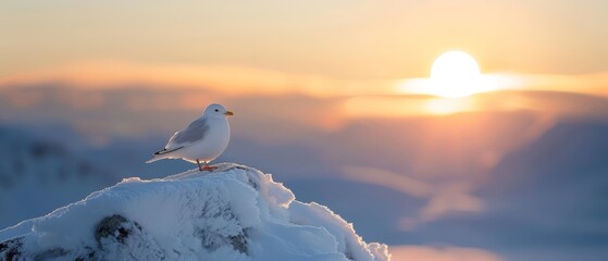 Naklejka premium A seagull atop a snow-capped mountain as the sun sets in the distance