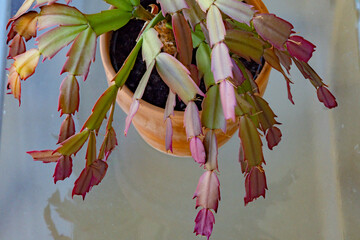 Christmas cactus (Schlumbergera) in summer with purple colored leaves. At high temperatures or when...