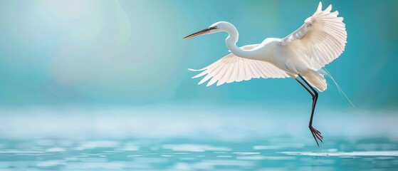  A large white bird flies over the water, its wings sprawled wide, head elevated above the surface