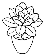 Kalanchoe flower in a pot line art