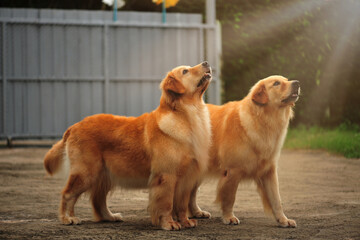 Two golden retrievers sitting looking at the sky, photographed against the light.
